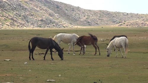 Horses Graze Peacefully in Sunny Mountain Field