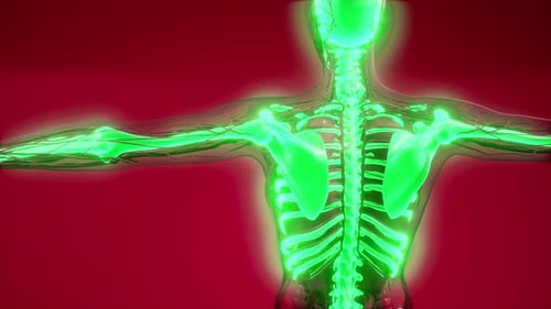 Glowing Human Skeleton and Nervous System 3D Animation