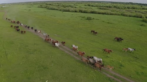Eine Pferdeherde galoppiert durch eine grüne Wiese entlang des Flusses