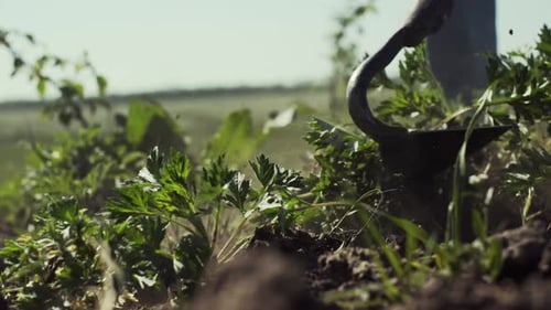 Person Tilling Soil with Hoe in Rural Field
