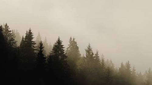 Morning Fog in the Forest, Natural Beautiful Nature Landscape in Mountain, Background