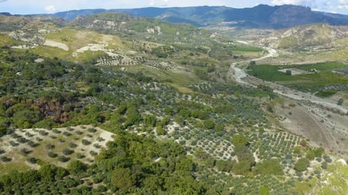 Aerial Olive Oil Land