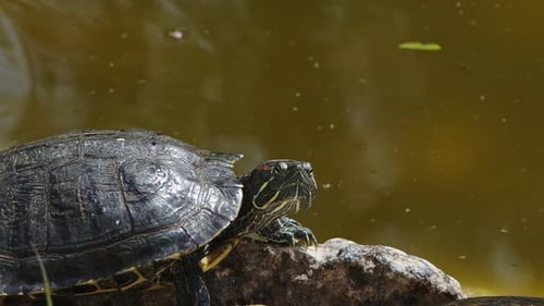 Animal Turtles In A Green Lake 7