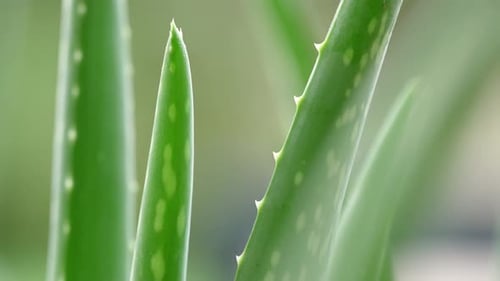 Close Up of a Bright Green Aloe Vera Plant