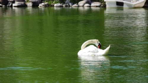 White Swan Preening in Green Pond