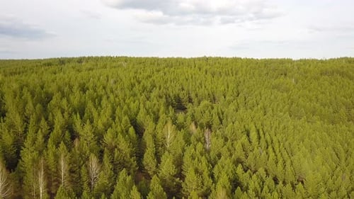 Forest Nature