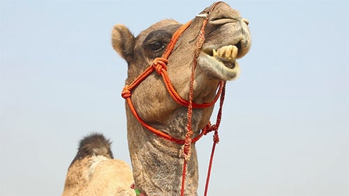 Kamel