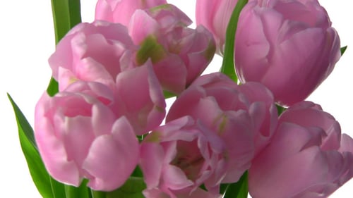 Beautiful Close Up Pink Tulips Spring Bouquet