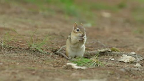 Chipmunk leckt sich in Zeitlupe die Pfoten, bevor er wegläuft