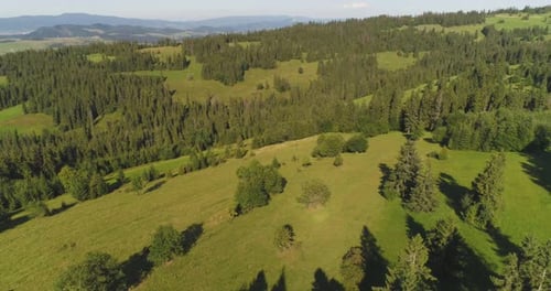 Survoler les magnifiques arbres de la forêt. Panorama du paysage.