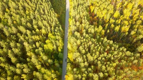 Car Forest Road