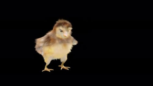 Cute Animated Chick Walking and Looking Around with Alpha Channel