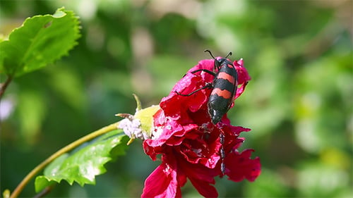 Red Flower
