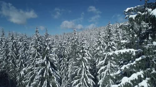 Flying Over Frozen Forest Snowy Pine Trees in the Winter Mountains