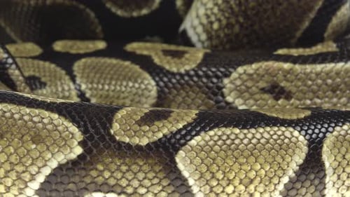 Royal Python o Python Regius sobre un obstáculo de madera en el estudio sobre un fondo blanco