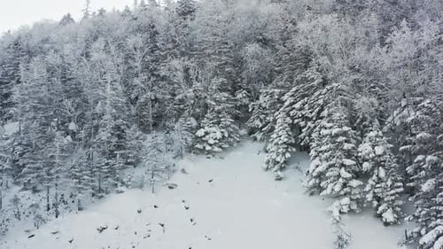 Winter Forest Nature Snow and Frost Covered Conifers Alpine Landscape