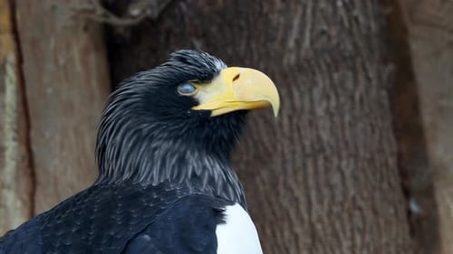 Aigle de mer de Steller - Haliaeetus pelagicus