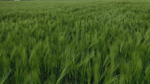 Green field background