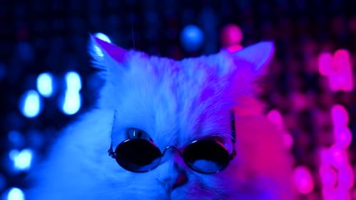 Stylish White Cat Wearing Sunglasses in Neon Lighting