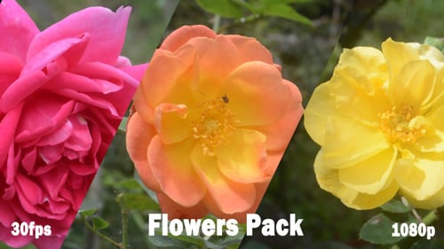 Vibrant Roses Bloom in Natural Garden Setting