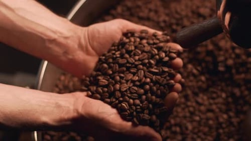 Cropped View of Barista Man Controlling and Checking Coffee Beans Holding in Hands After Roasting