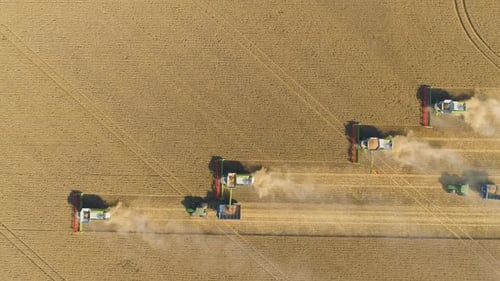 Combine Harvester Harvesting Wheat Crop In Field. Aerial Drone View From Above