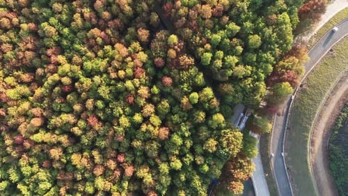 Autumn forest
