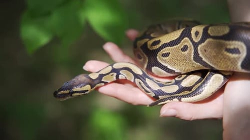 Gros plan de serpent dans les mains d'une femme