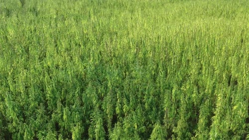 Aerial View of Lush Green Plant Field
