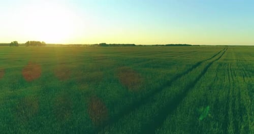 Low Altitude Flight Above Rural Summer Field with Endless Yellow Landscape at Summer Sunny Evening