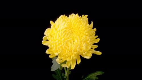 Yellow Chrysanthemum Flower Close Up on Black