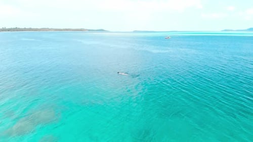 Aerial slow motion: woman snorkeling on coral reef tropical sea from above