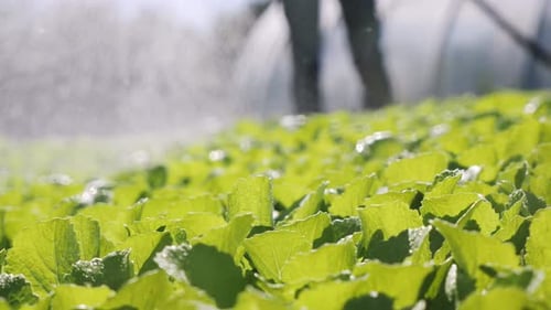 Farmer Irrigates of Seedlings Chinese Cabbage. Close-up.
