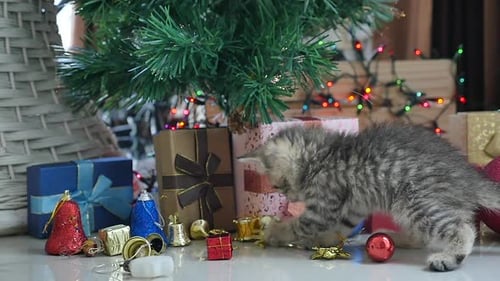 Playful Kitten Explores Christmas Gifts