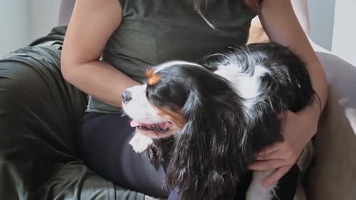 Woman Pets Cavalier King Charles Spaniel on Lap