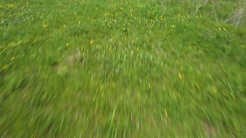 Spring Forest Landscape With The Yellow Tulips 3