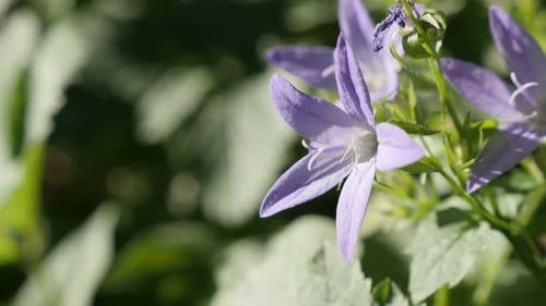 DOF peu profonde de la plante Campanula poscharskyana dans le jardin 4K 2160p 30 images par seconde UltraHD - Gros plan