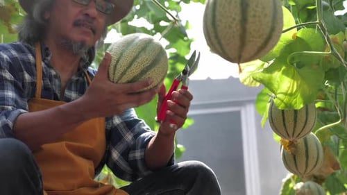 Le jardinier récolte des melons dans une serre