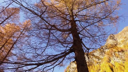 POV Walking on Fall Woods Path