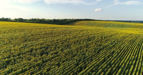 Flowering Sunflowers