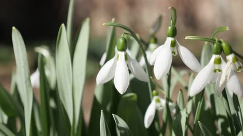 Early spring flower blossom common snowdrop close-up 4K 2160p 30fps UltraHD footage - White Galan