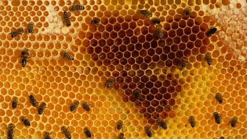 Honey Bees