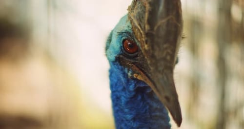 Close up of Southern Cassowary, the largest flightless bird. BMPCC 4K