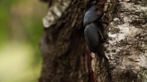 Stag Beetle is Climbing on the Tree Trunk in Summer Forest Filmed in Macro