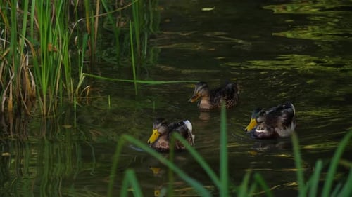 Group of ducks swimming on the lake