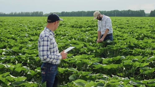 Two Farmers Work in a Sunflower Field