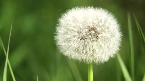 Dandelion Seed Head.