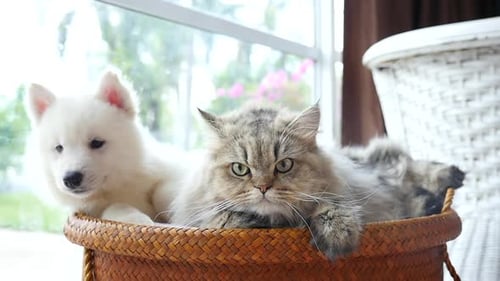 White Puppy and Grey Cat Sitting Together in Basket