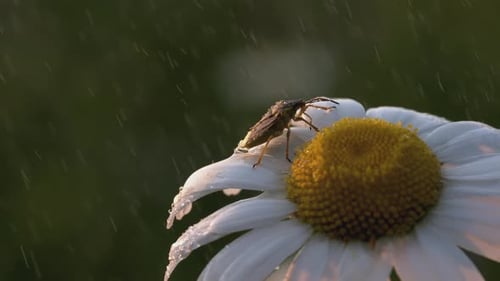 A Beautiful Chamomile Grows in a Field and Insects Crawl on It