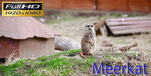 Alert Meerkat Standing Tall on Grassy Mound